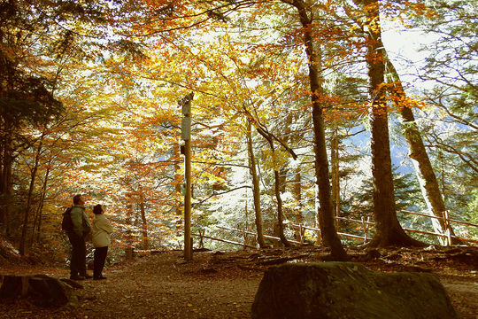 Personen erkunden den Herbstwald mit ihrer Hochschwarzwald Card