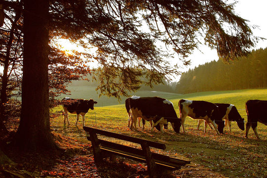Schwarzwälder Kühe auf einer Weide im Sonnenschein bei St Märgen