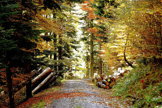 Freizeit im Schwarzwald: Wandern & Nordic Walking, Herbstwald